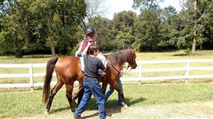 Student riding brown horse and being supported by the back by two side walkers  
