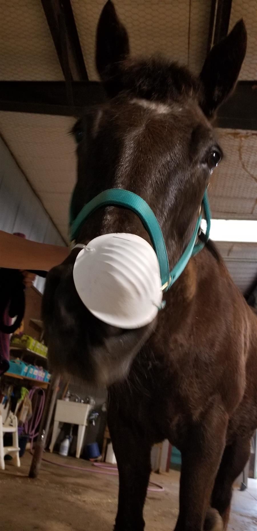  Black horse wearing a surgical type mask