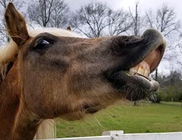 MGH Special Equestrians